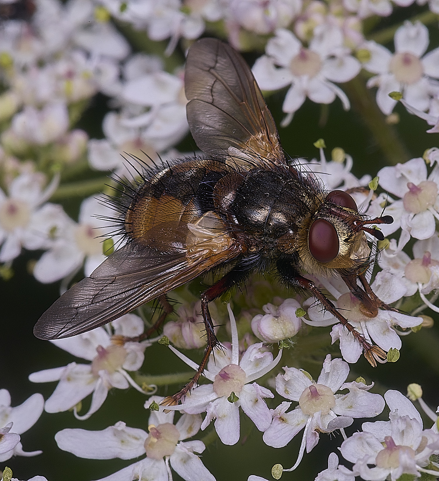 HanworthFly2300725-1