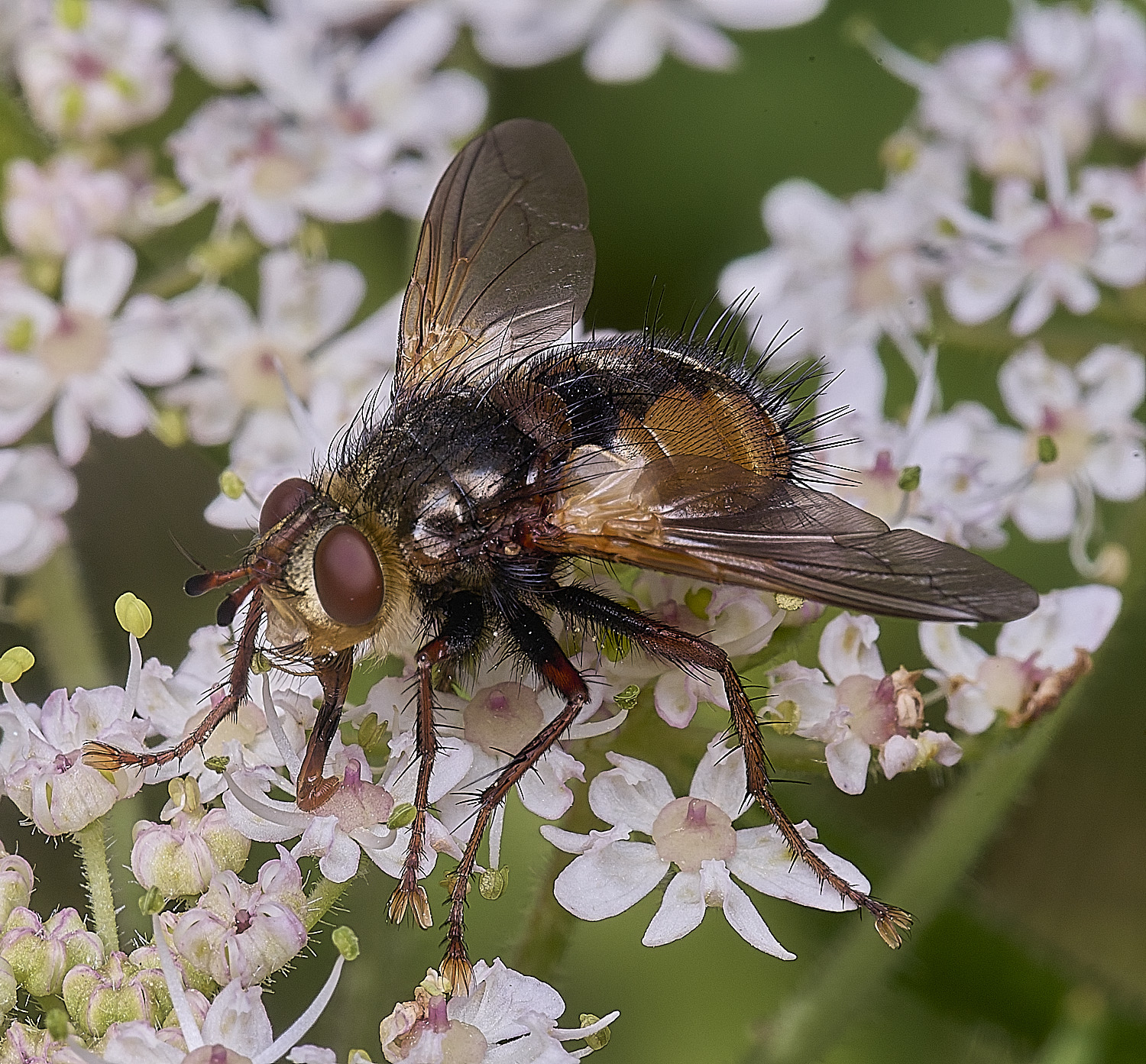 HanworthFly2300725-4