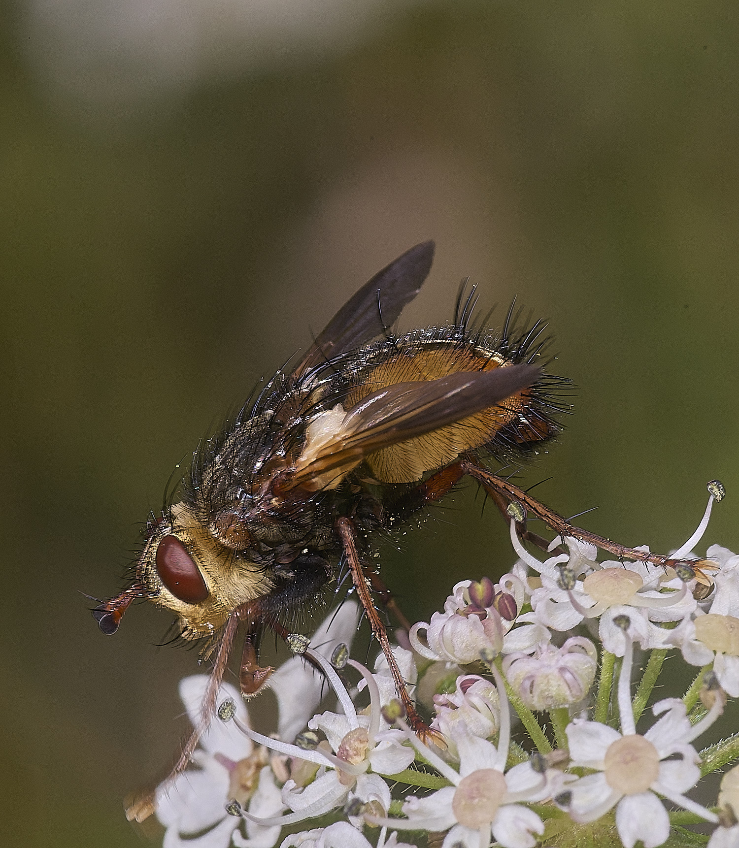 HanworthFly2300725-5