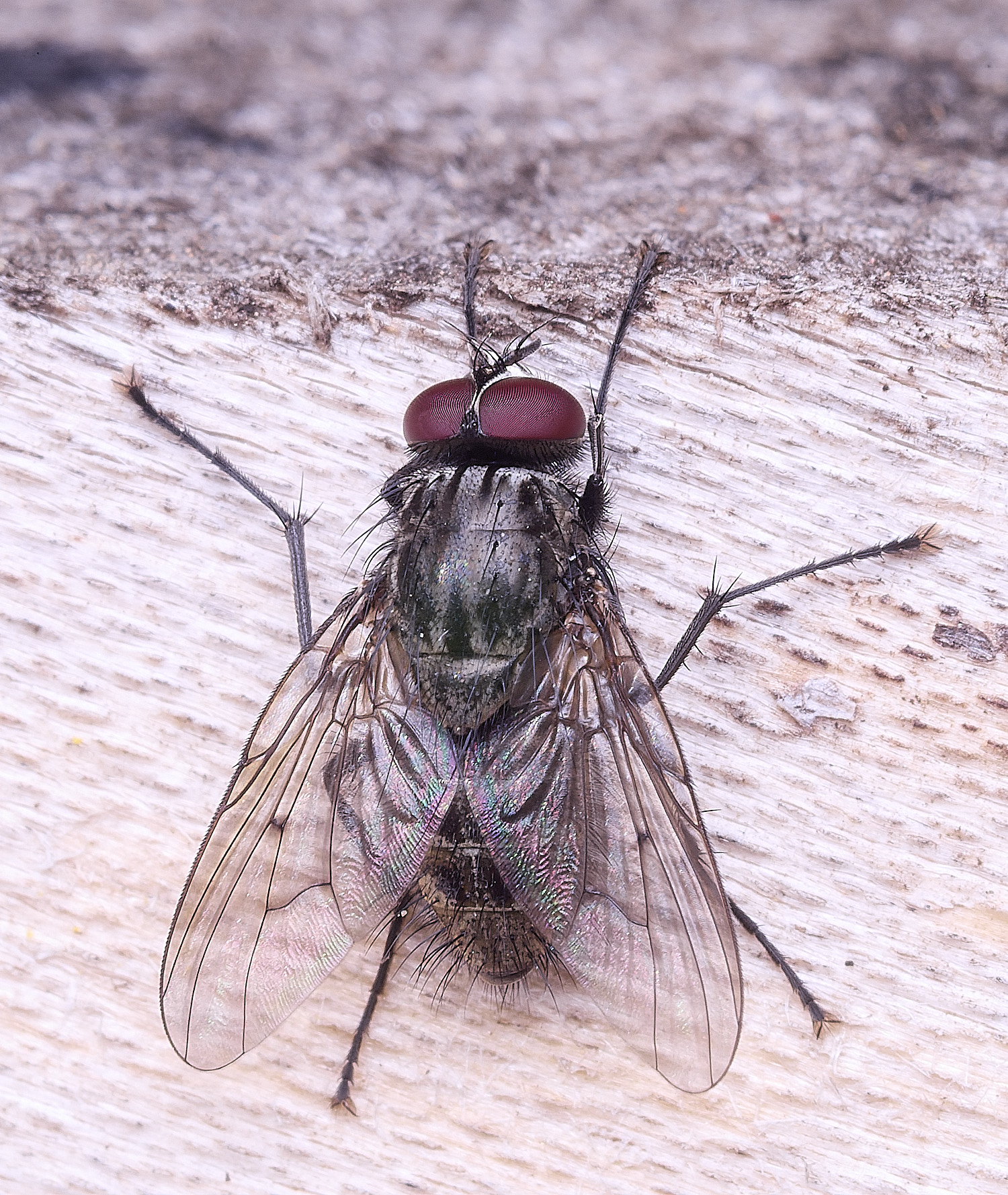 HanworthFlySp020825-1