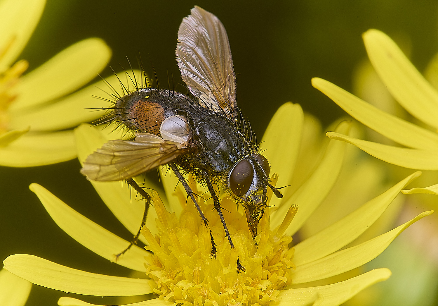 HanworthFlySp170725-1