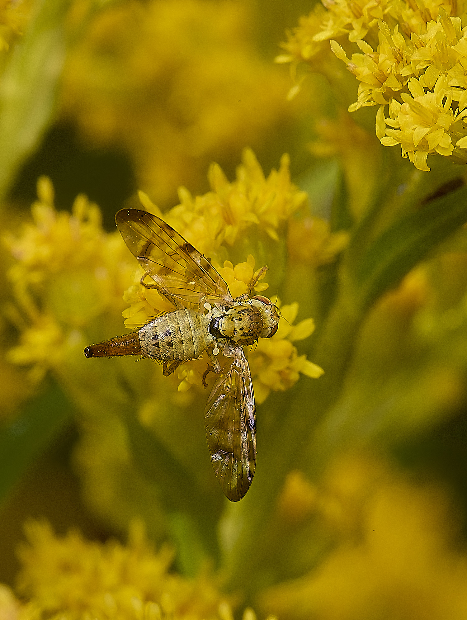 HanworthFlySp180725-2