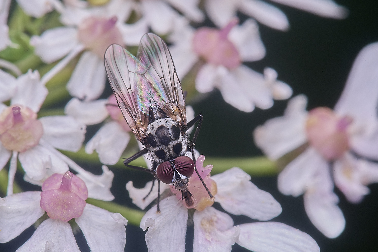 HanworthFlySp2250725-1