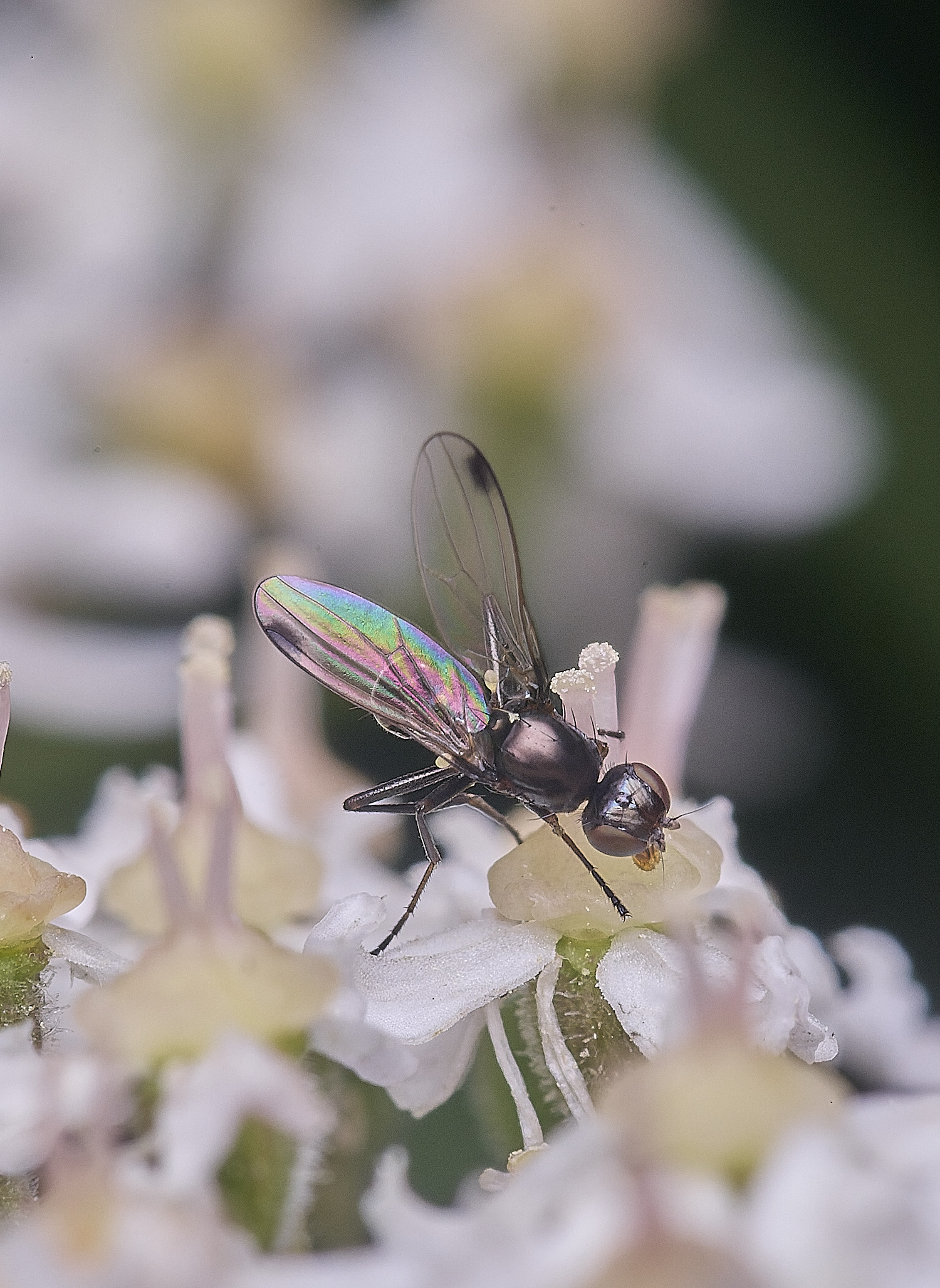 HanworthFlySp2260725-1