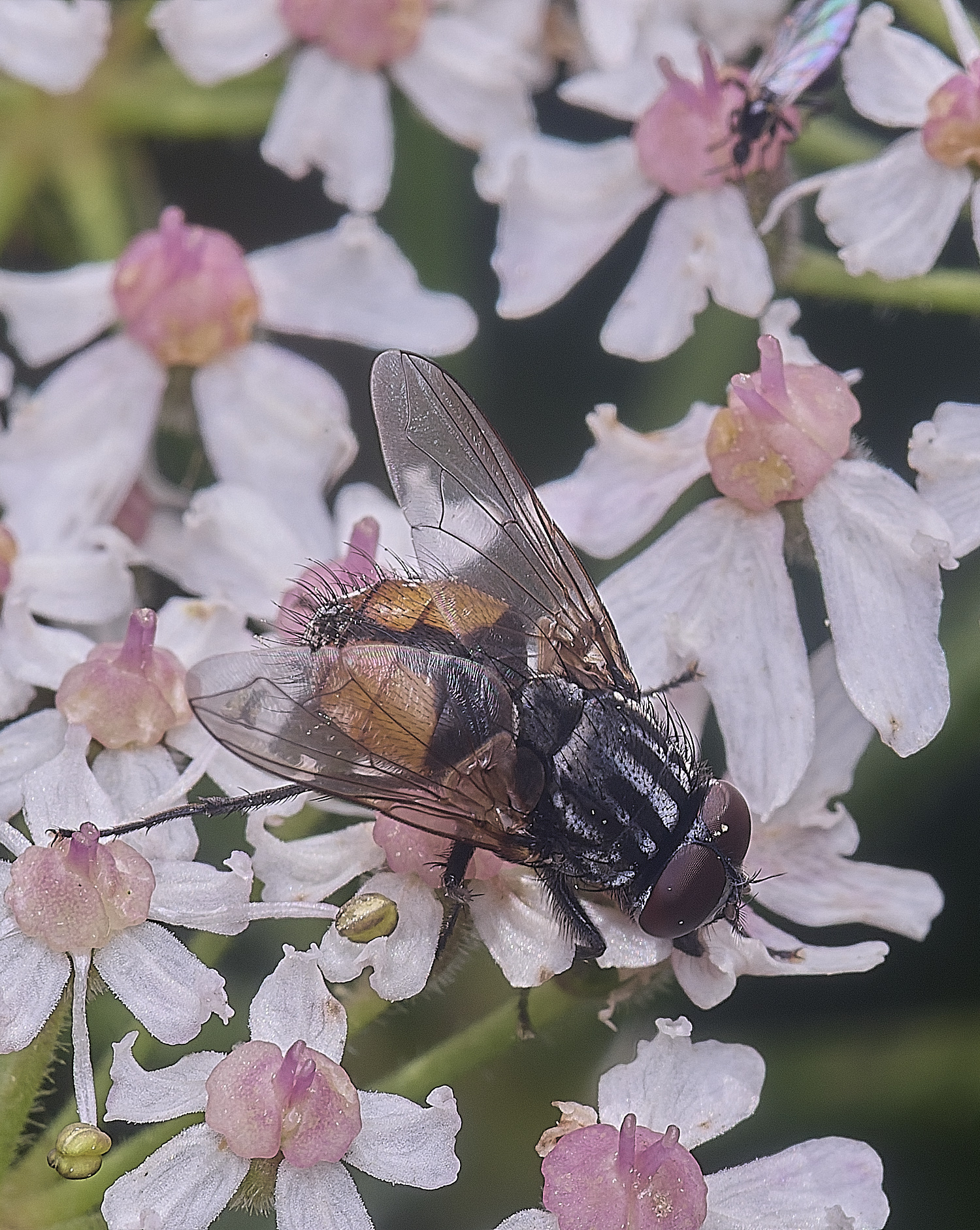 HanworthFlySp250725-3