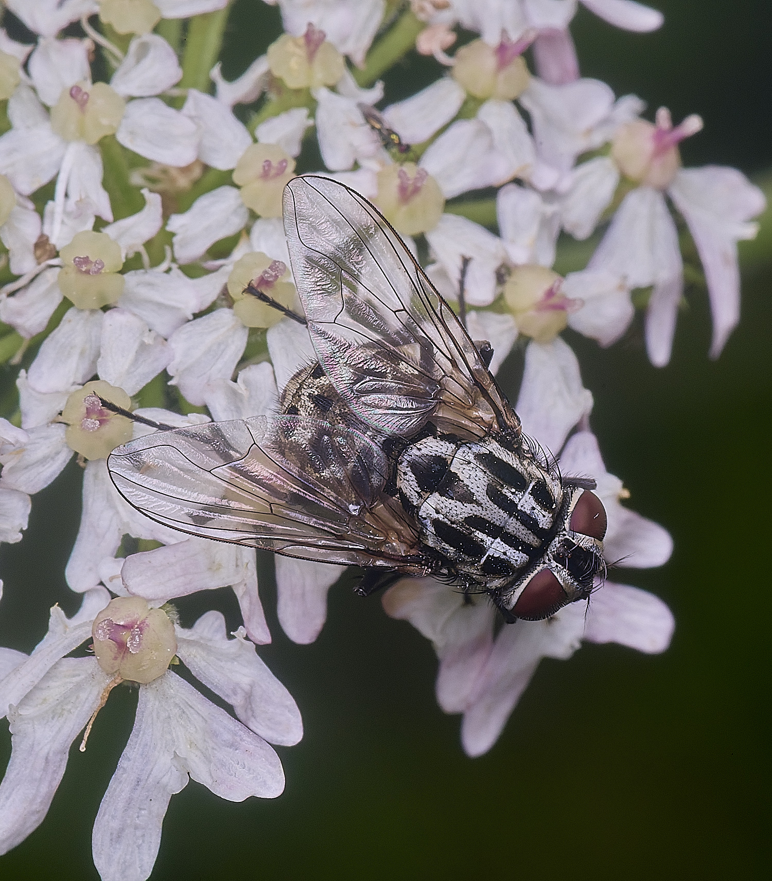 HanworthFlySp260725-3