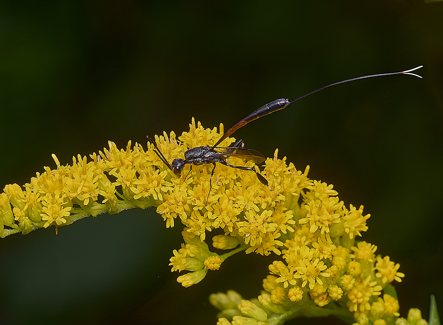 HanworthGasteruption170725-1