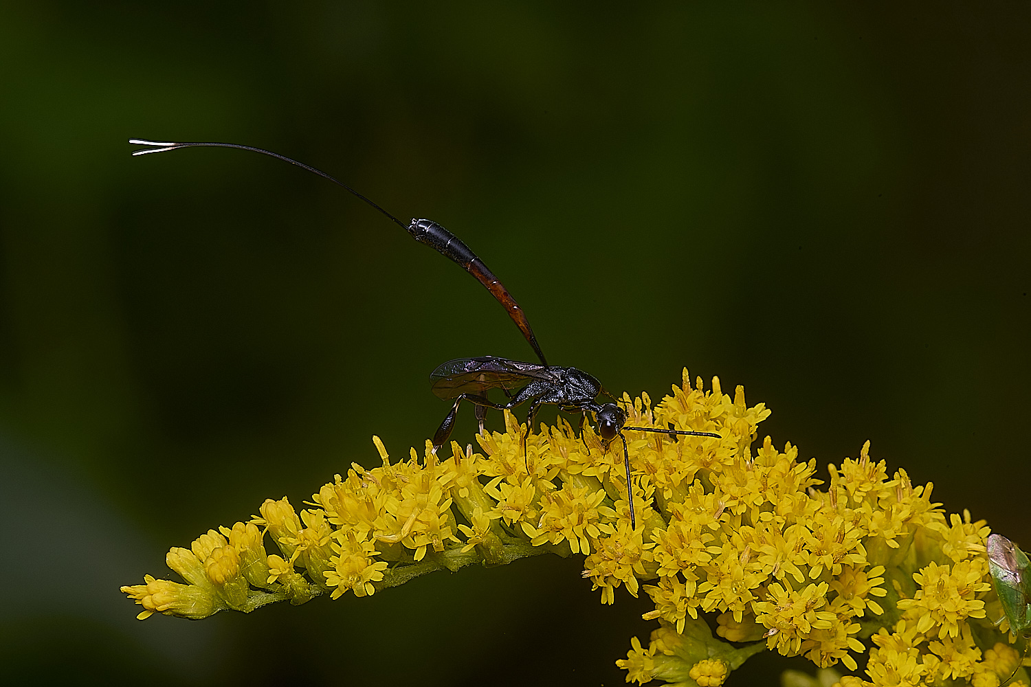 HanworthGasteruption170725-2