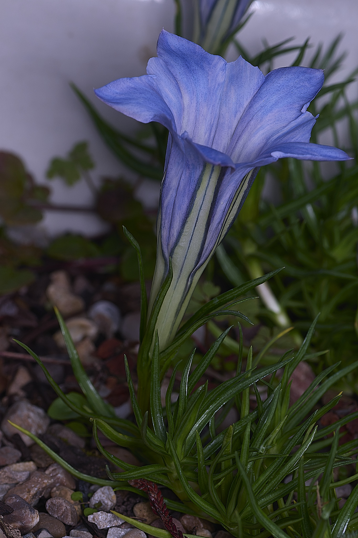 HanworthGentian250925-1