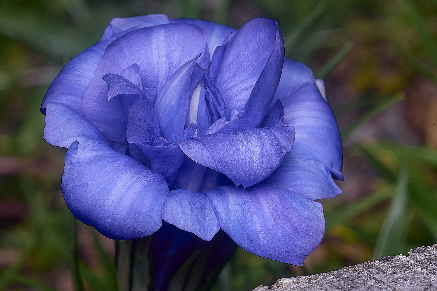 HanworthGentian250925-3