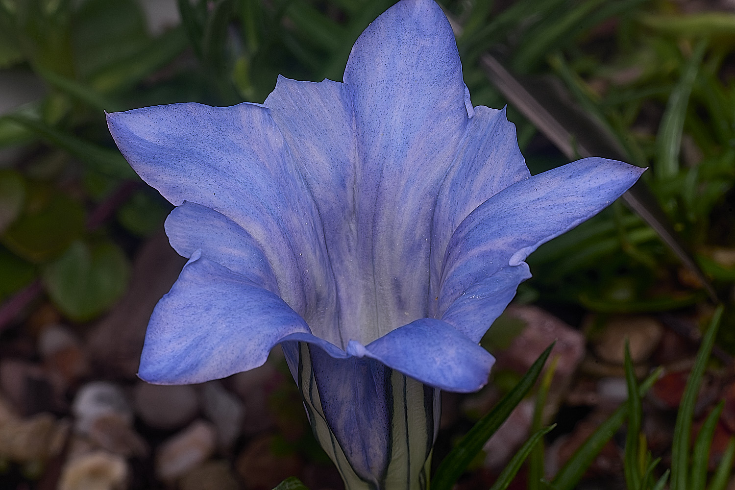 HanworthGentian250925-4