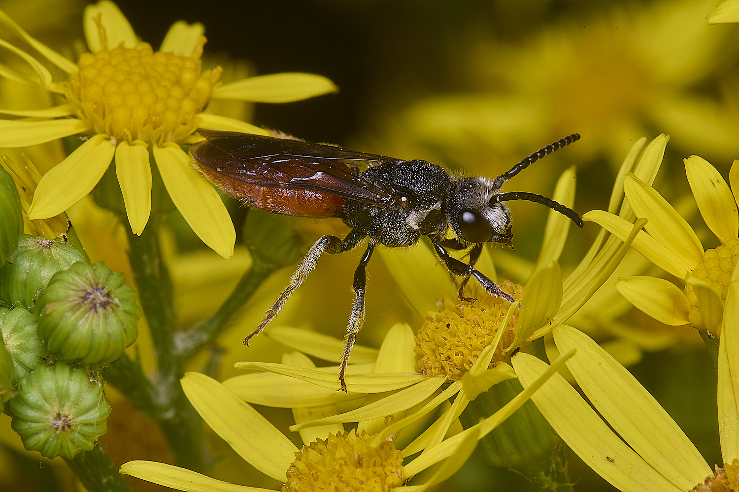 HanworthGiantBloodBee180627-10