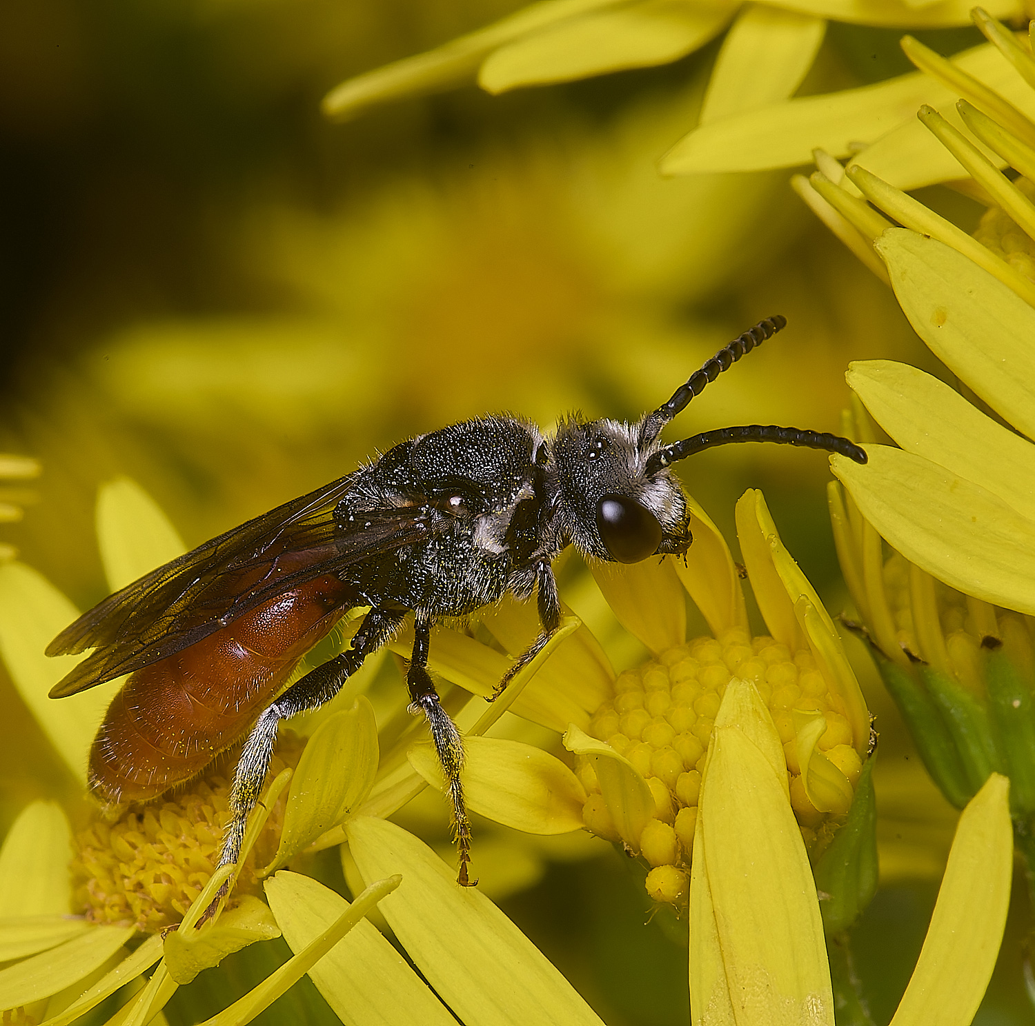 HanworthGiantBloodBee180627-11