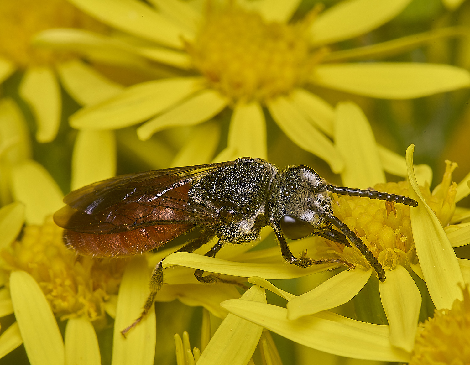 HanworthGiantBloodBee180627-12