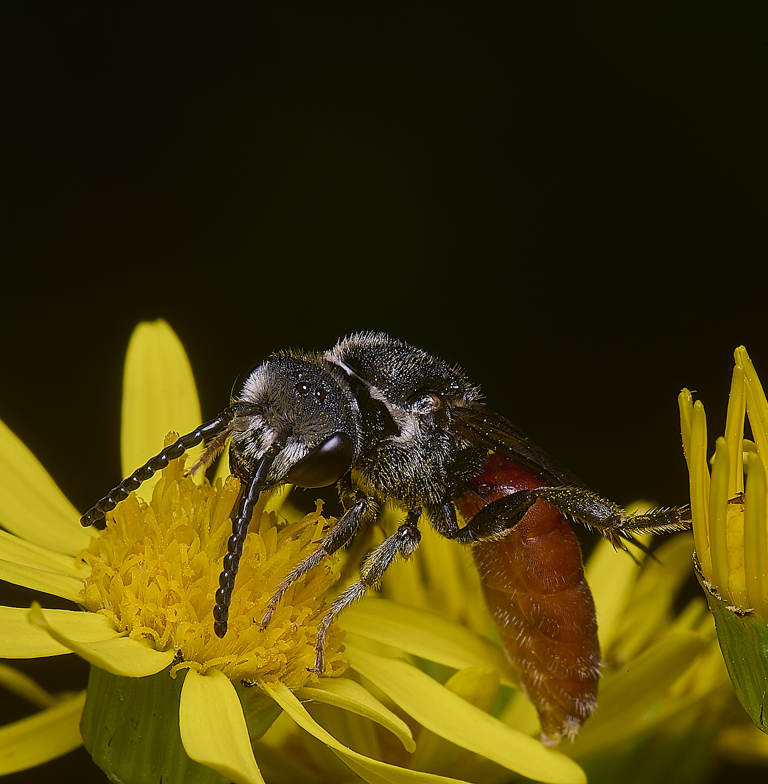 HanworthGiantBloodBee180627-2