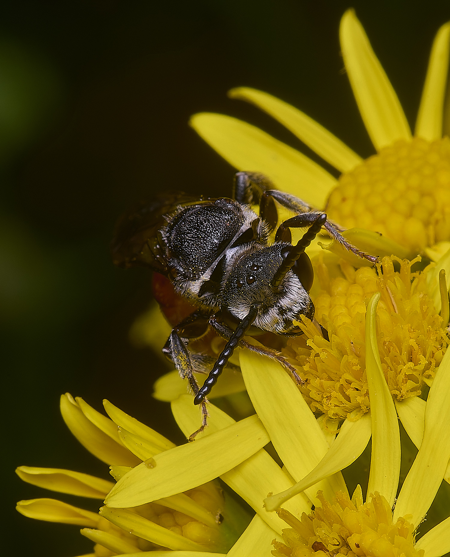 HanworthGiantBloodBee180627-3