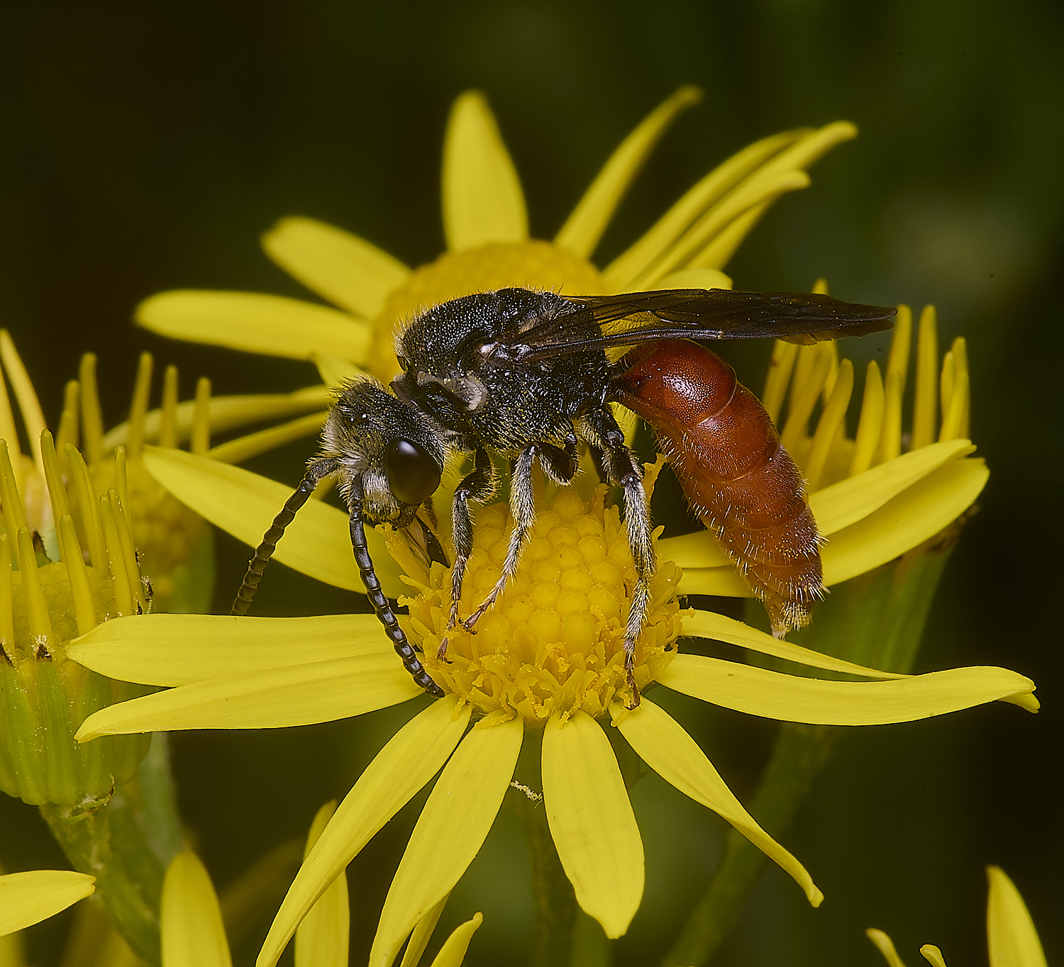 HanworthGiantBloodBee180627-4