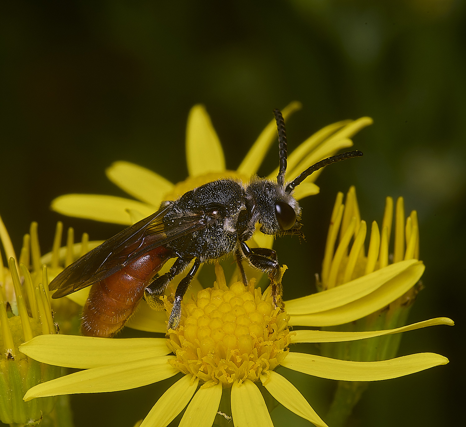 HanworthGiantBloodBee180627-6