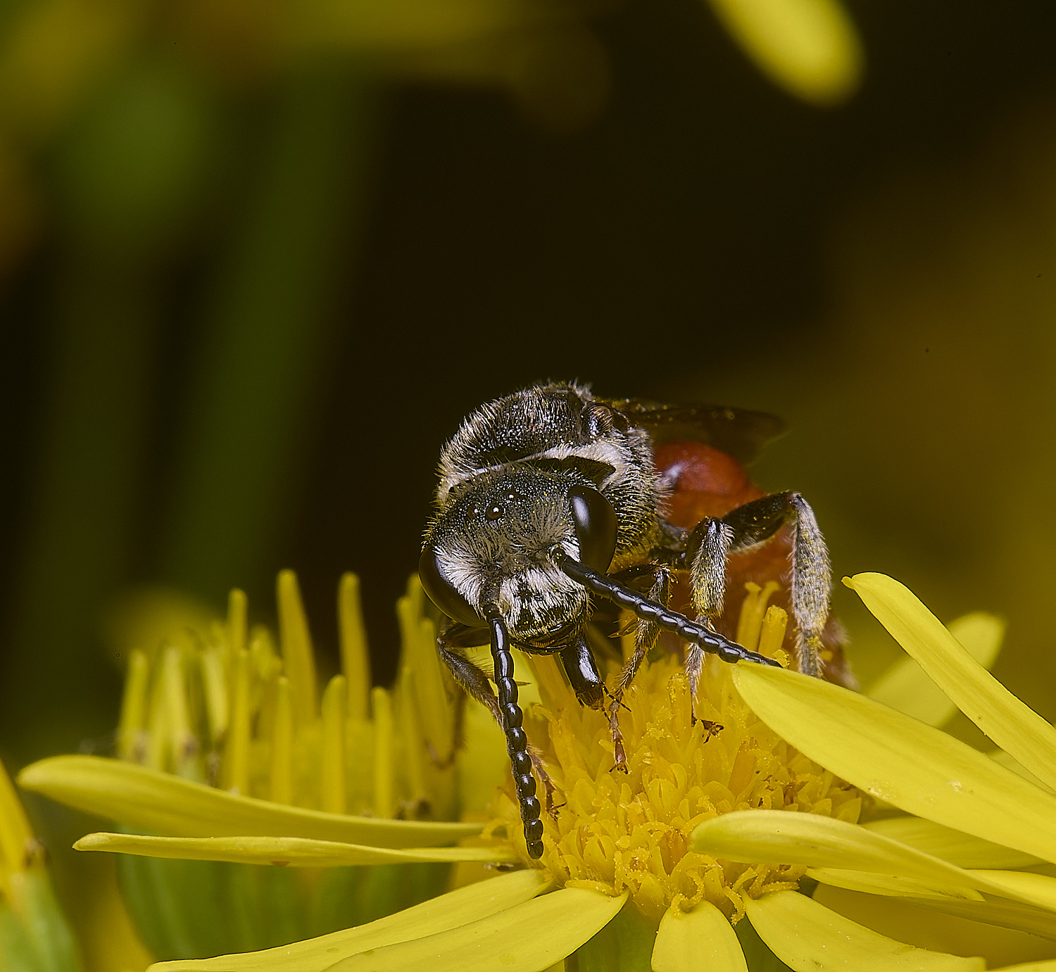 HanworthGiantBloodBee180627-7
