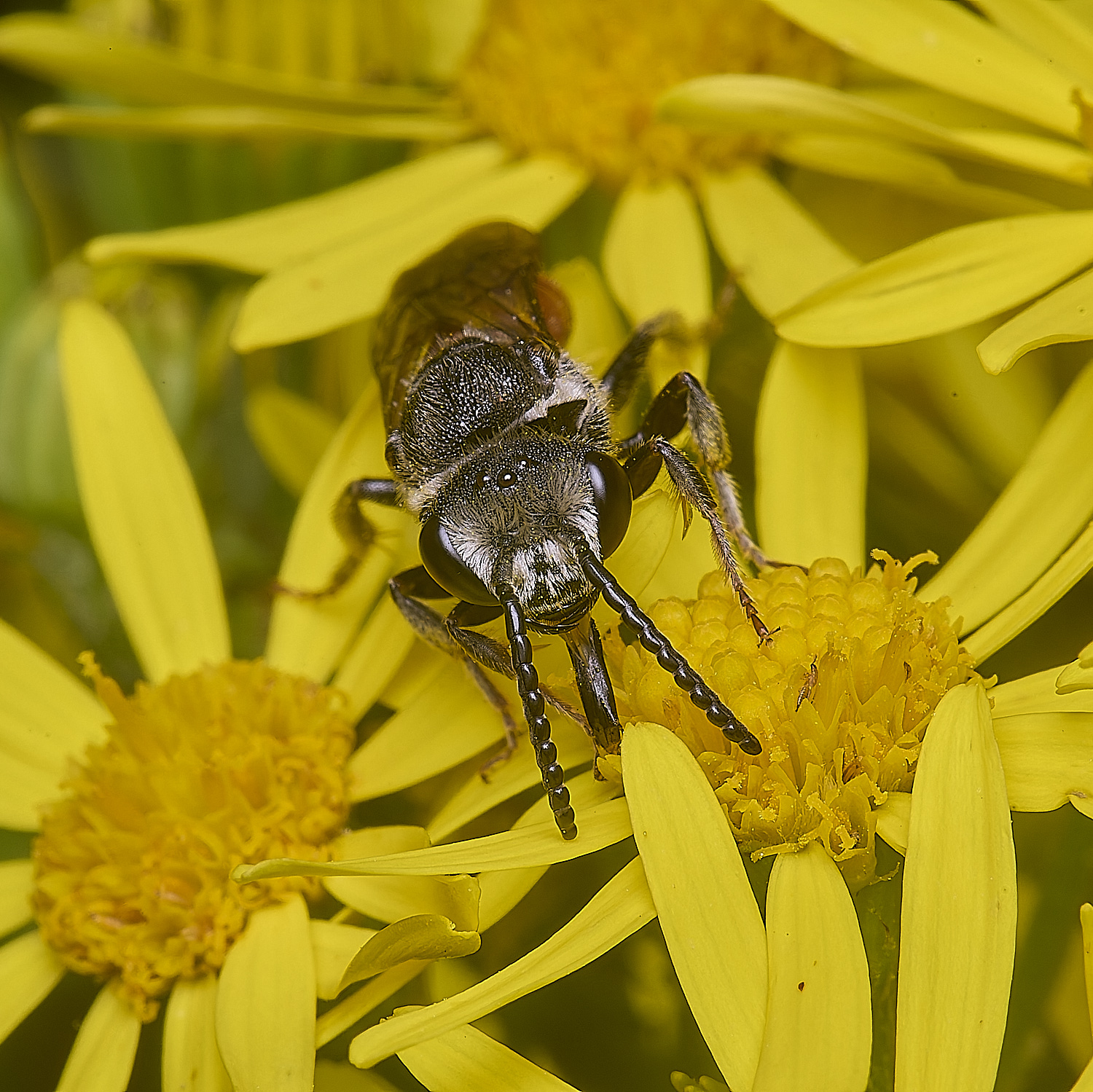 HanworthGiantBloodBee180627-8