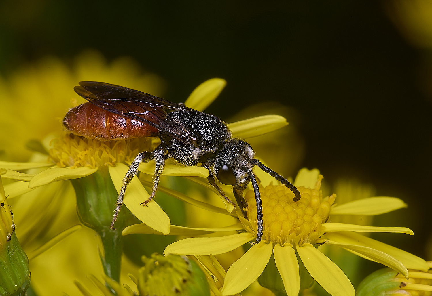 HanworthGiantBloodBee180627-9