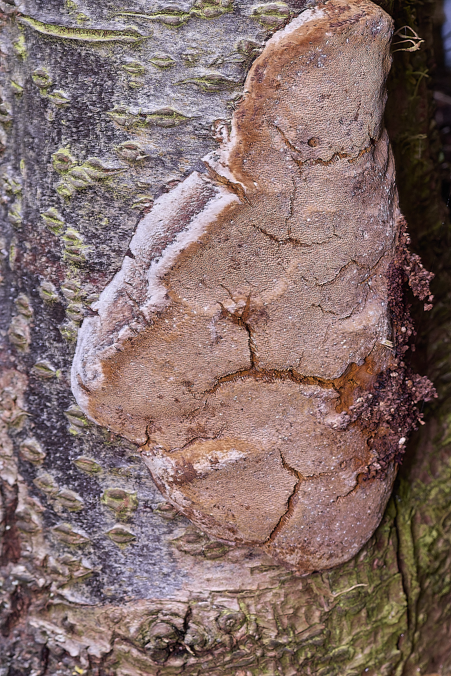 HanworthGlueCrust300925-2