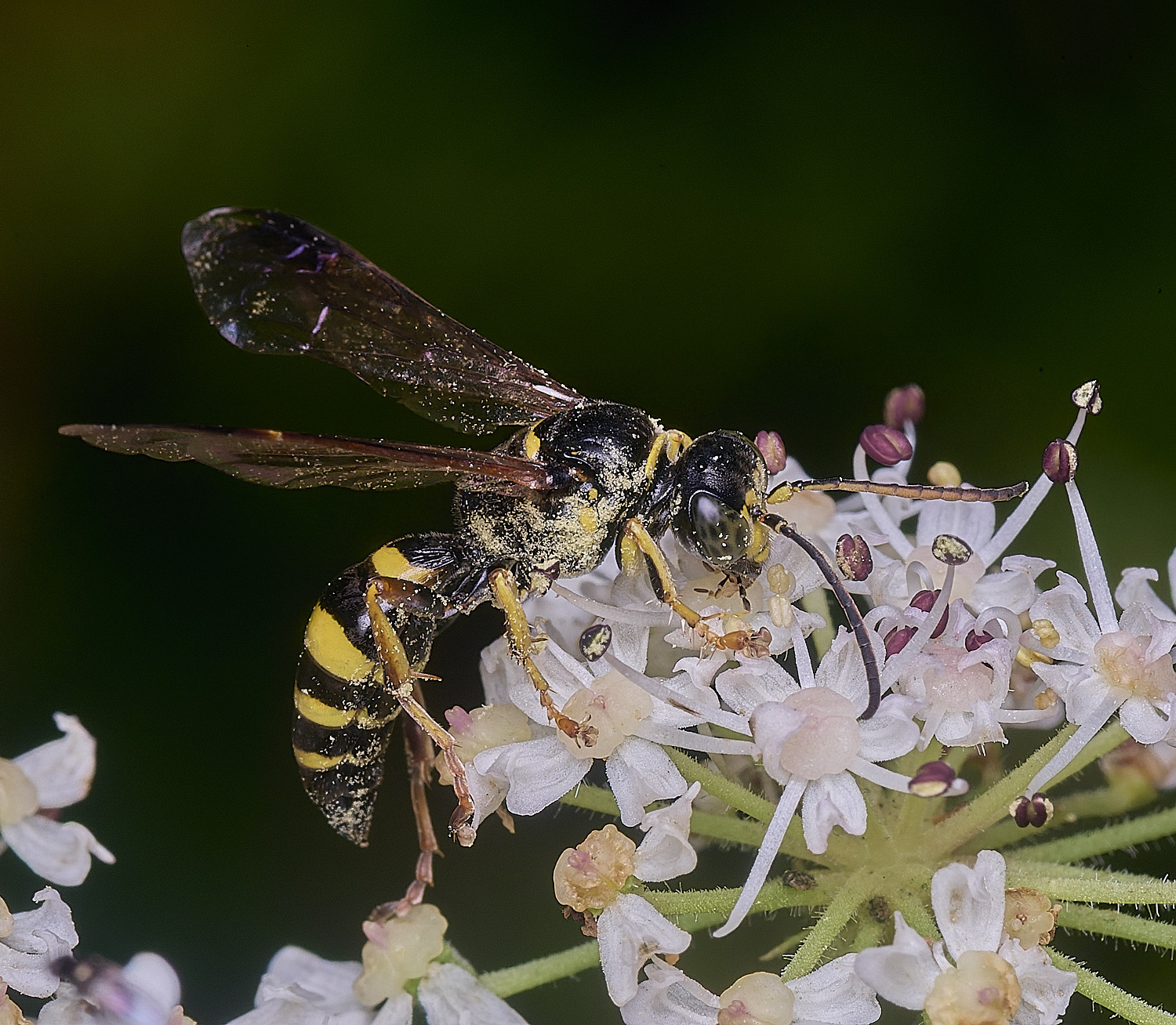 HanworthGorytes250725-1