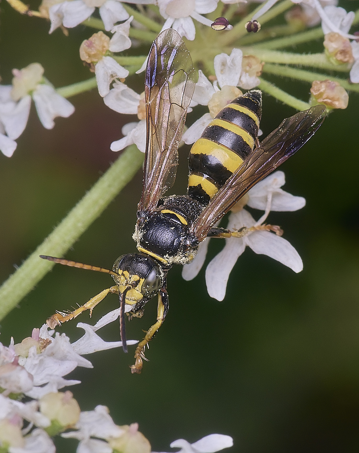 HanworthGorytes250725-5