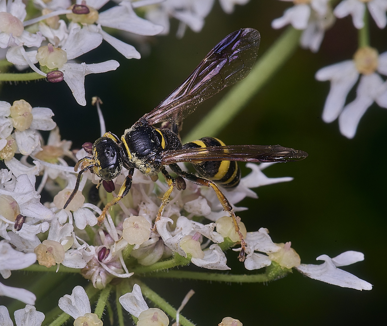 HanworthGorytes250725-6