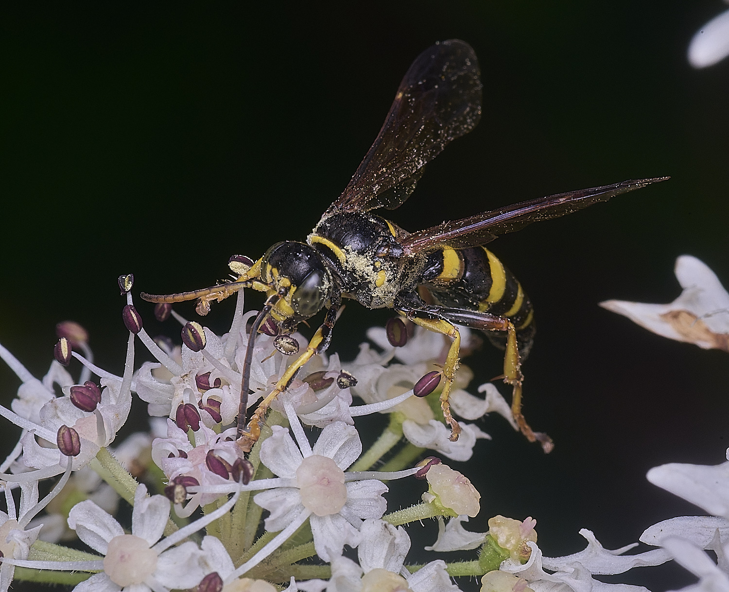 HanworthGorytes250725-8