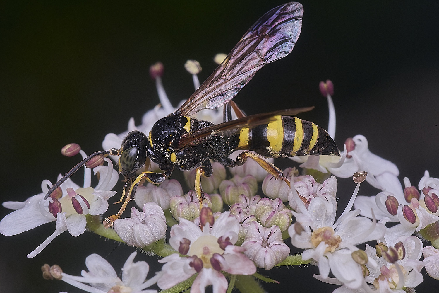 HanworthGorytesquadrifasciatus260725-2