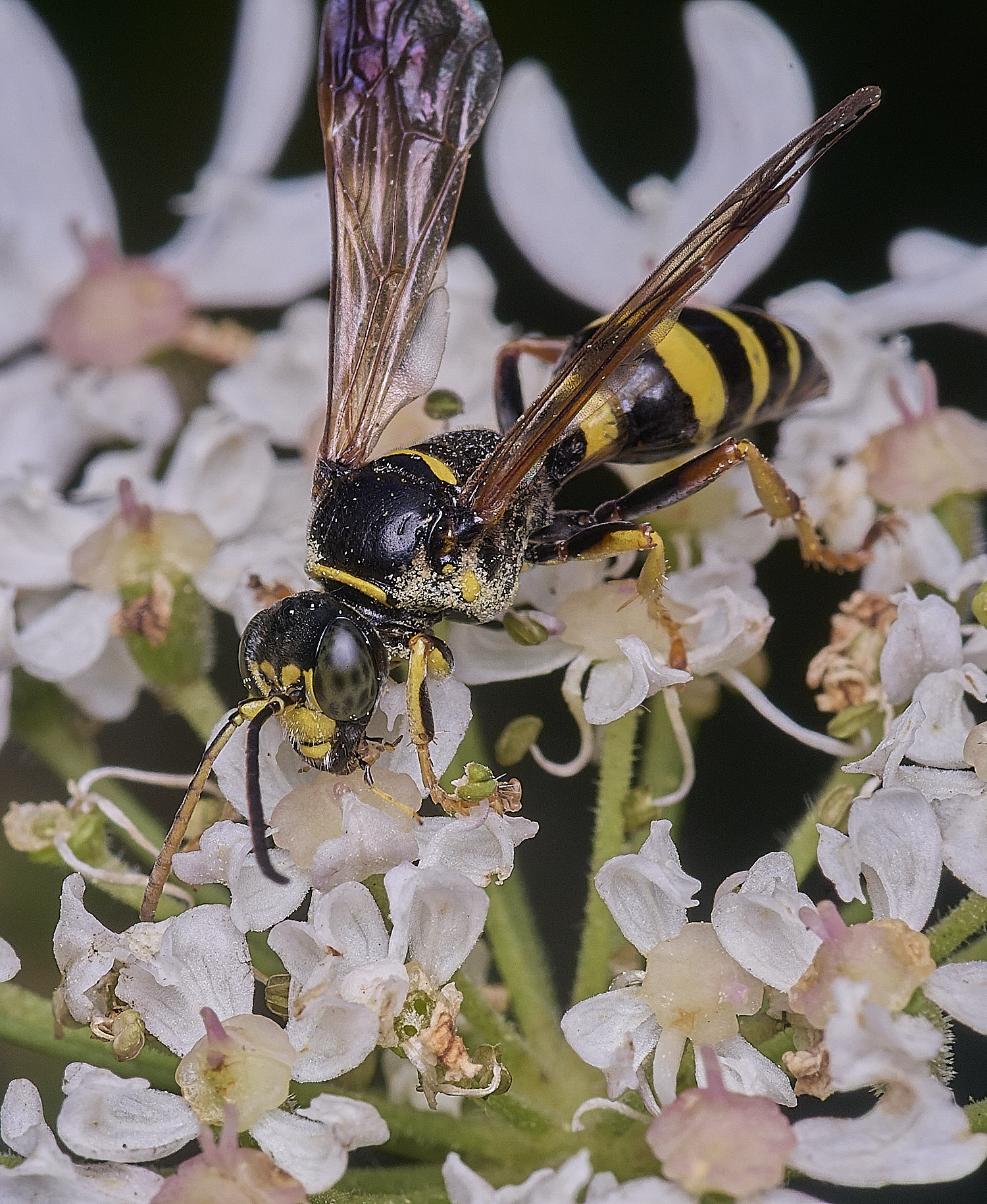 HanworthGquadrifasciatus300725-1