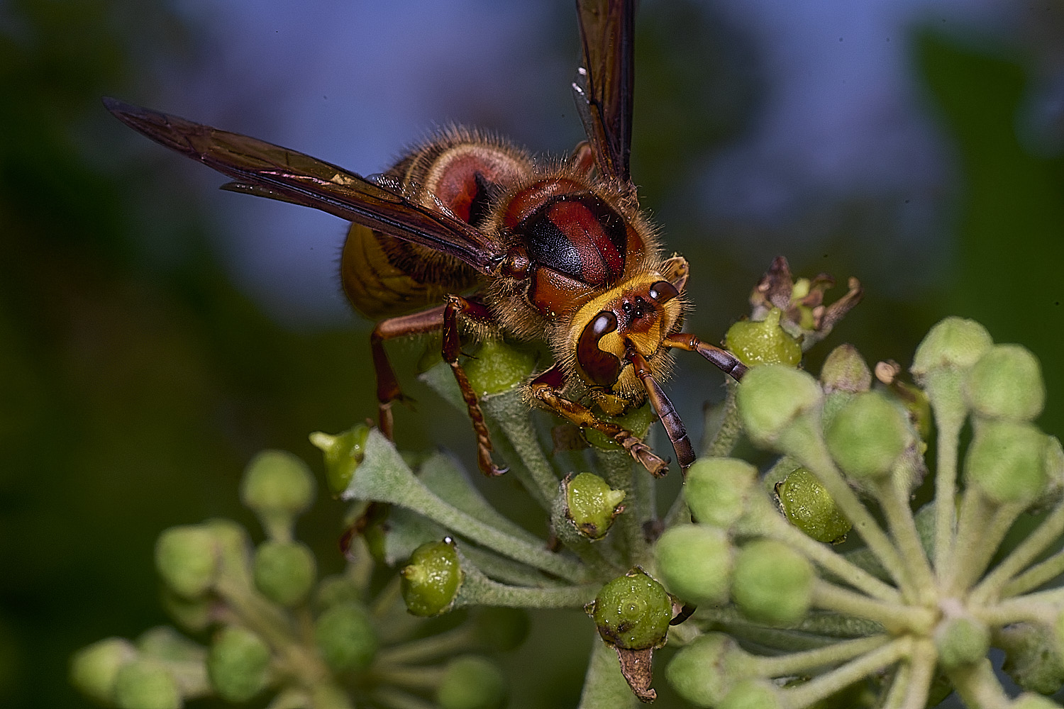 HanworthHornet300925-1