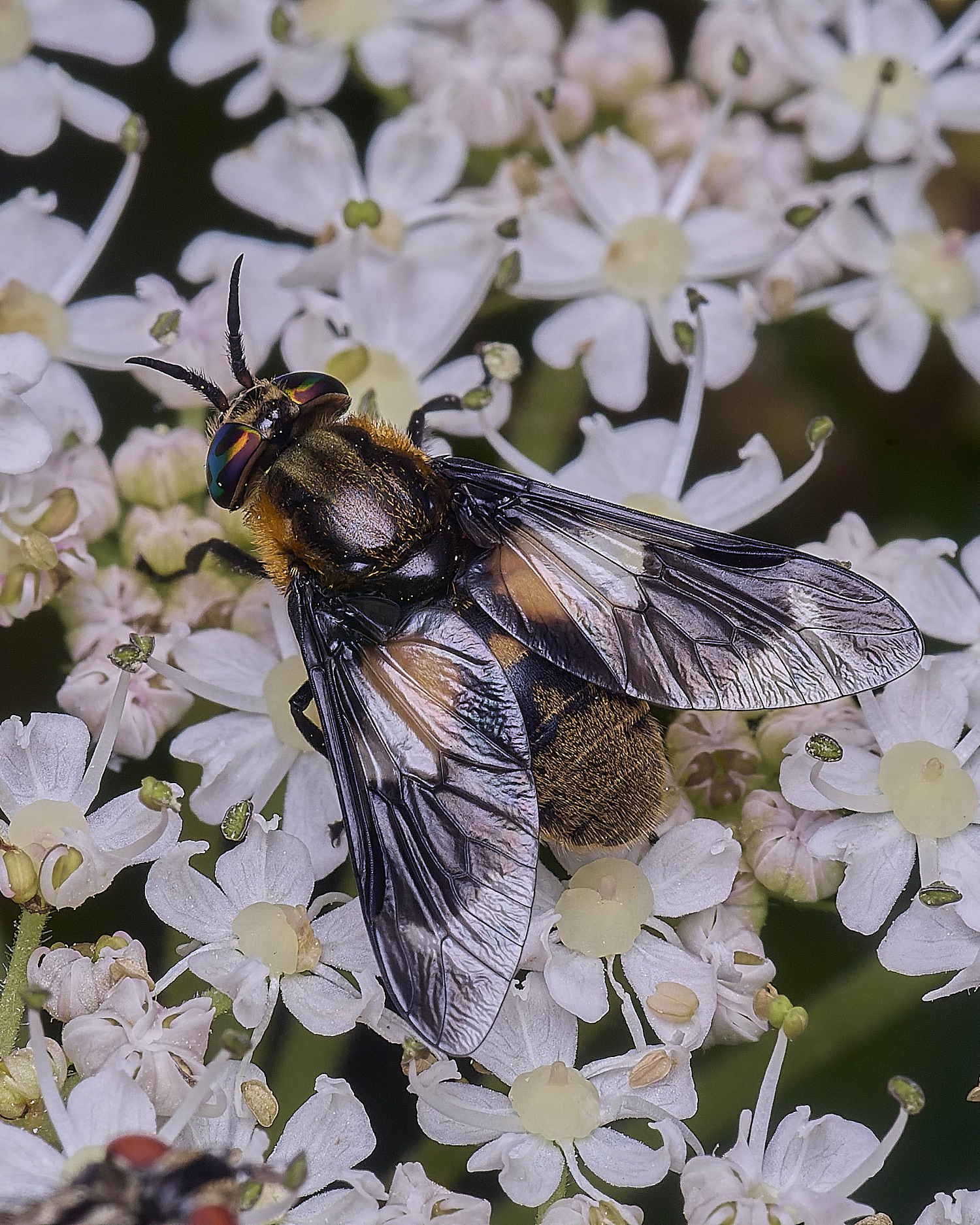 HanworthHorsefly260725-1