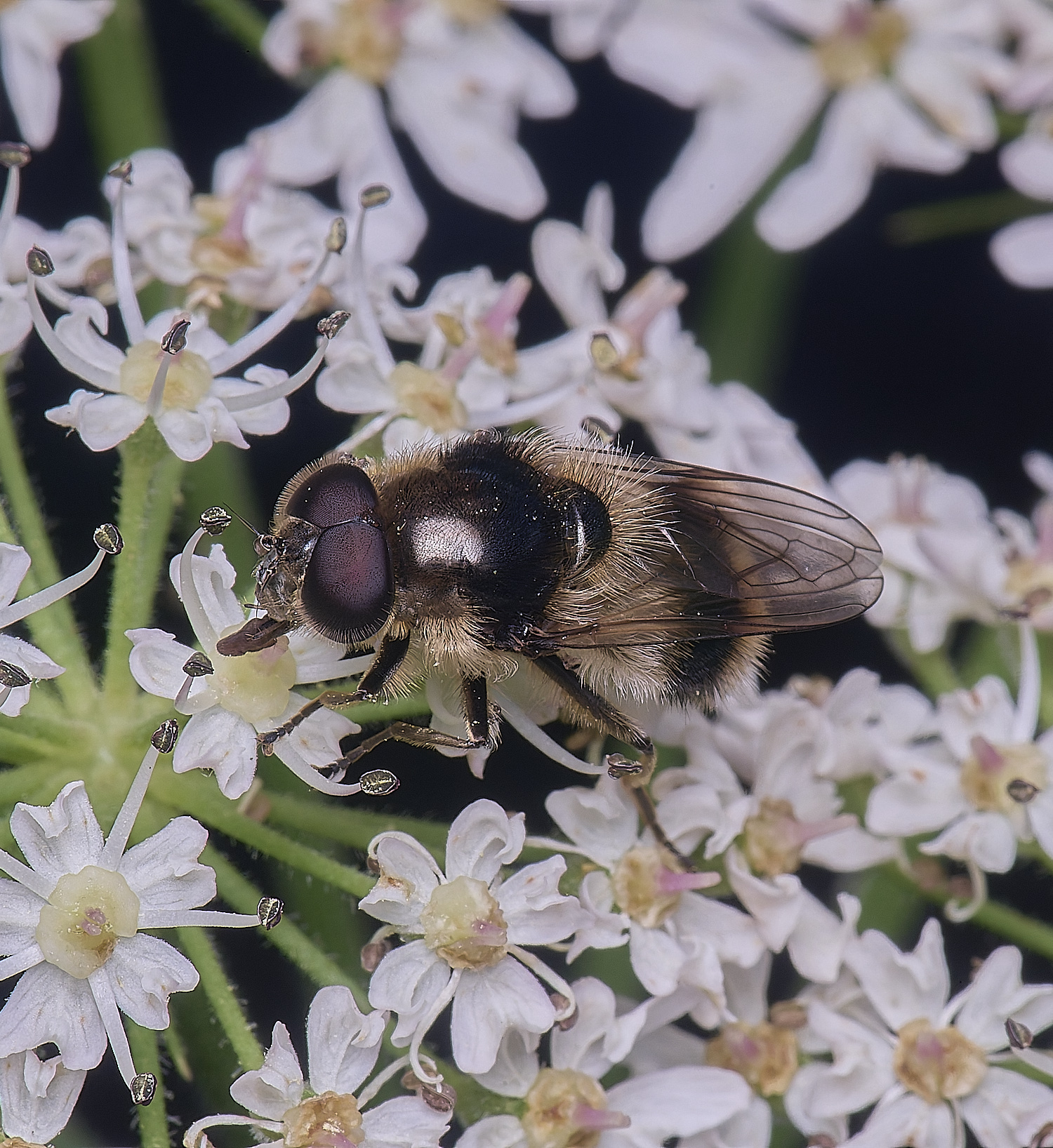 HanworthHover180725-1