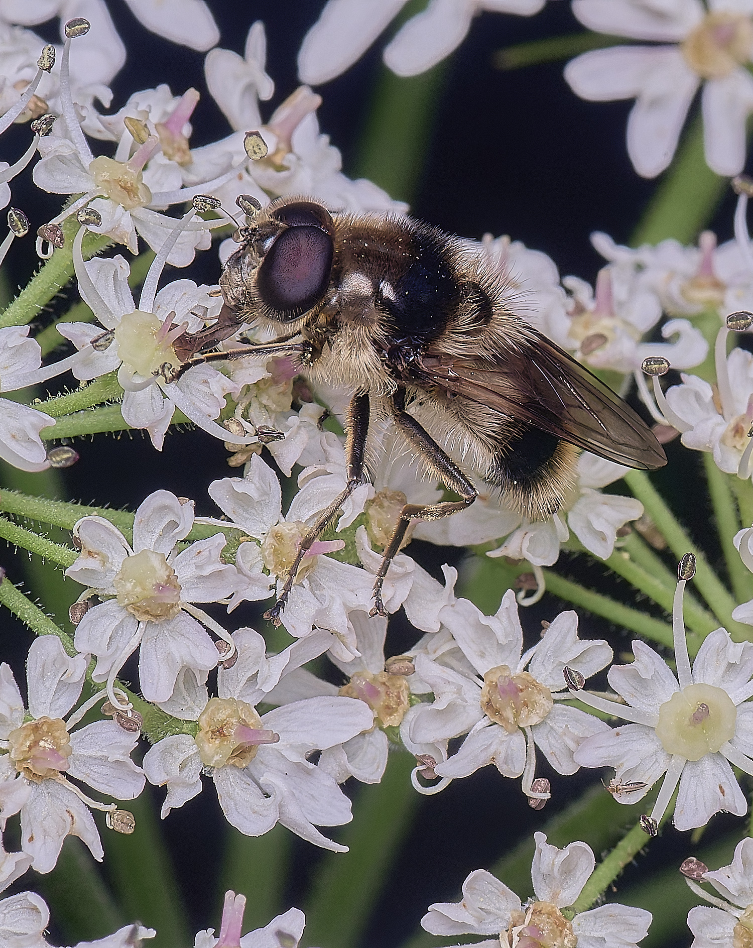 HanworthHover180725-2