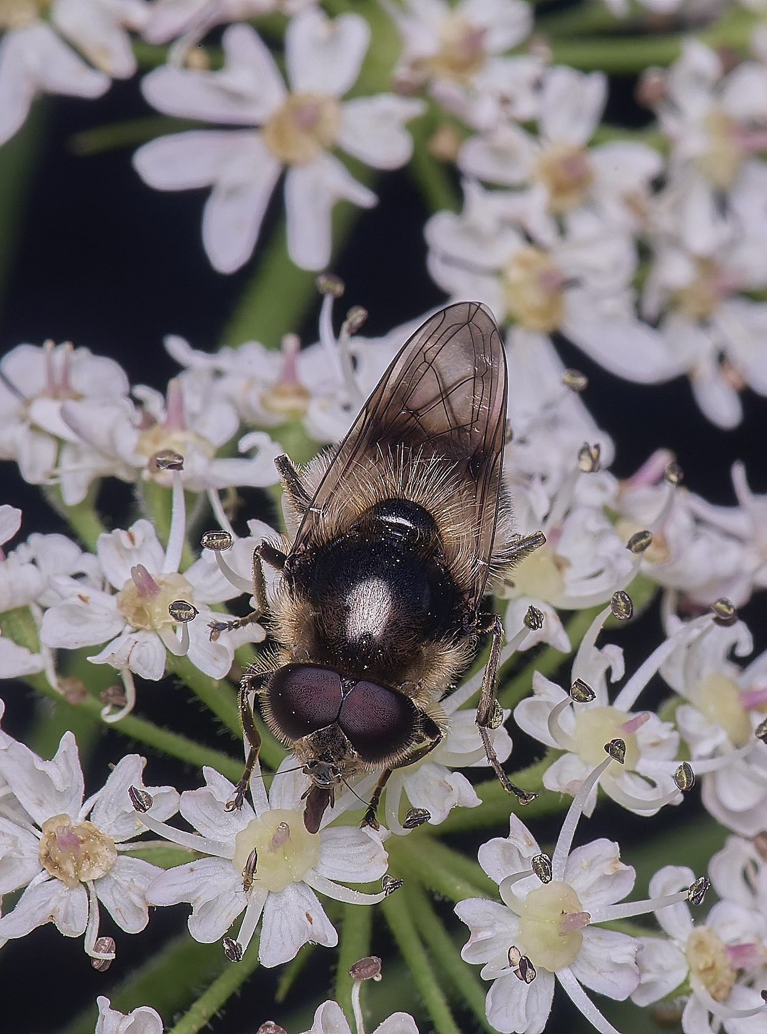 HanworthHover180725-3