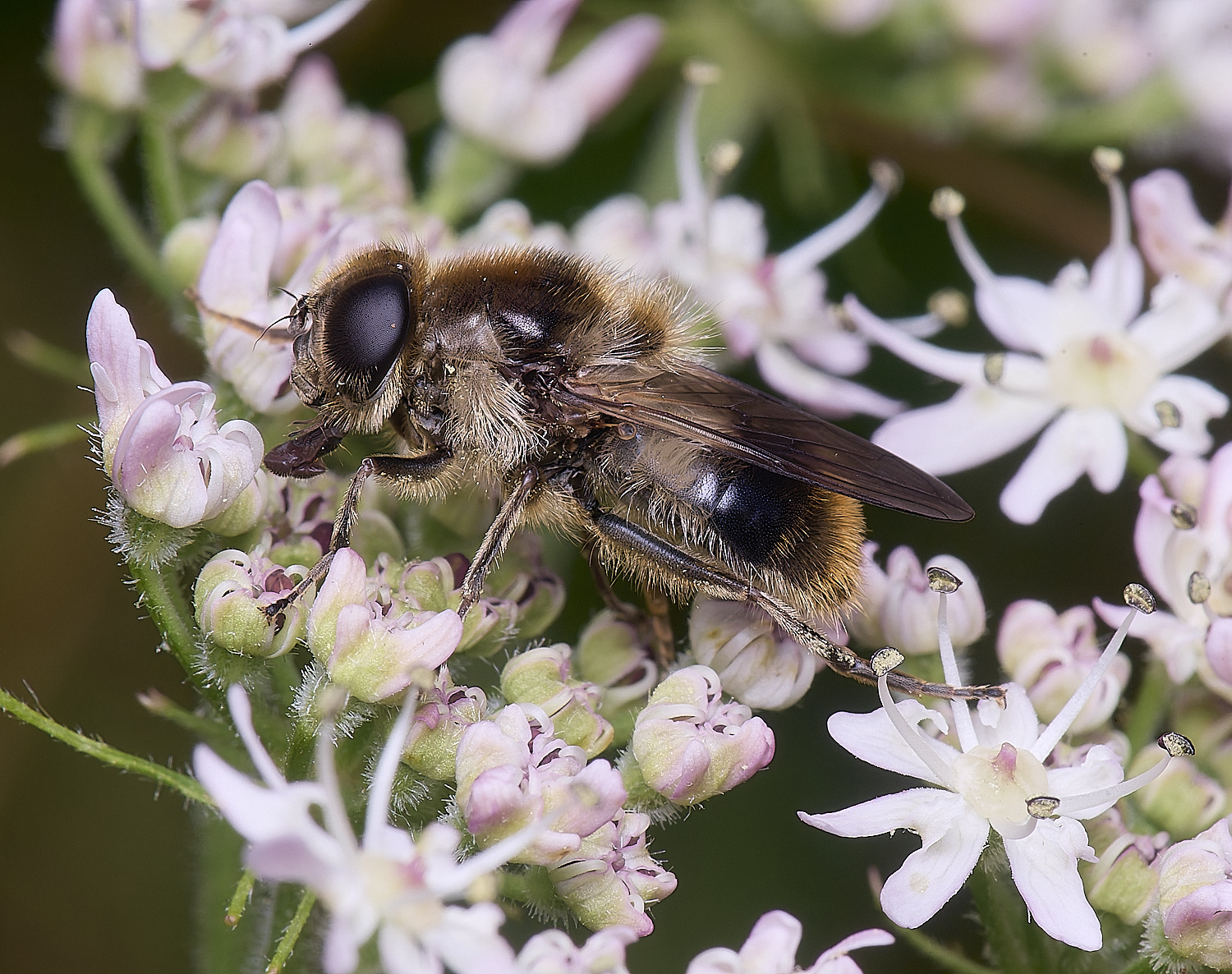 HanworthHover180725-4