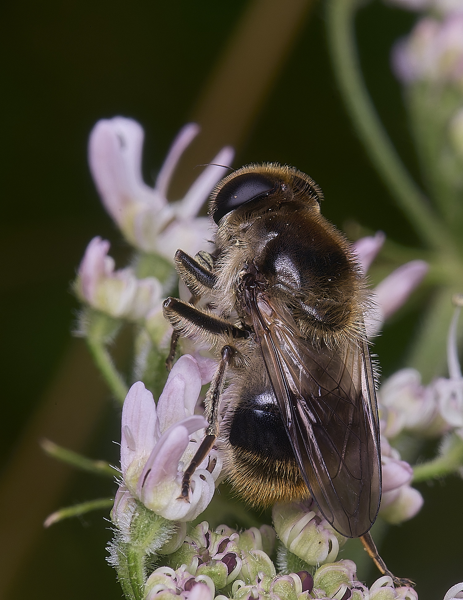 HanworthHover180725-5