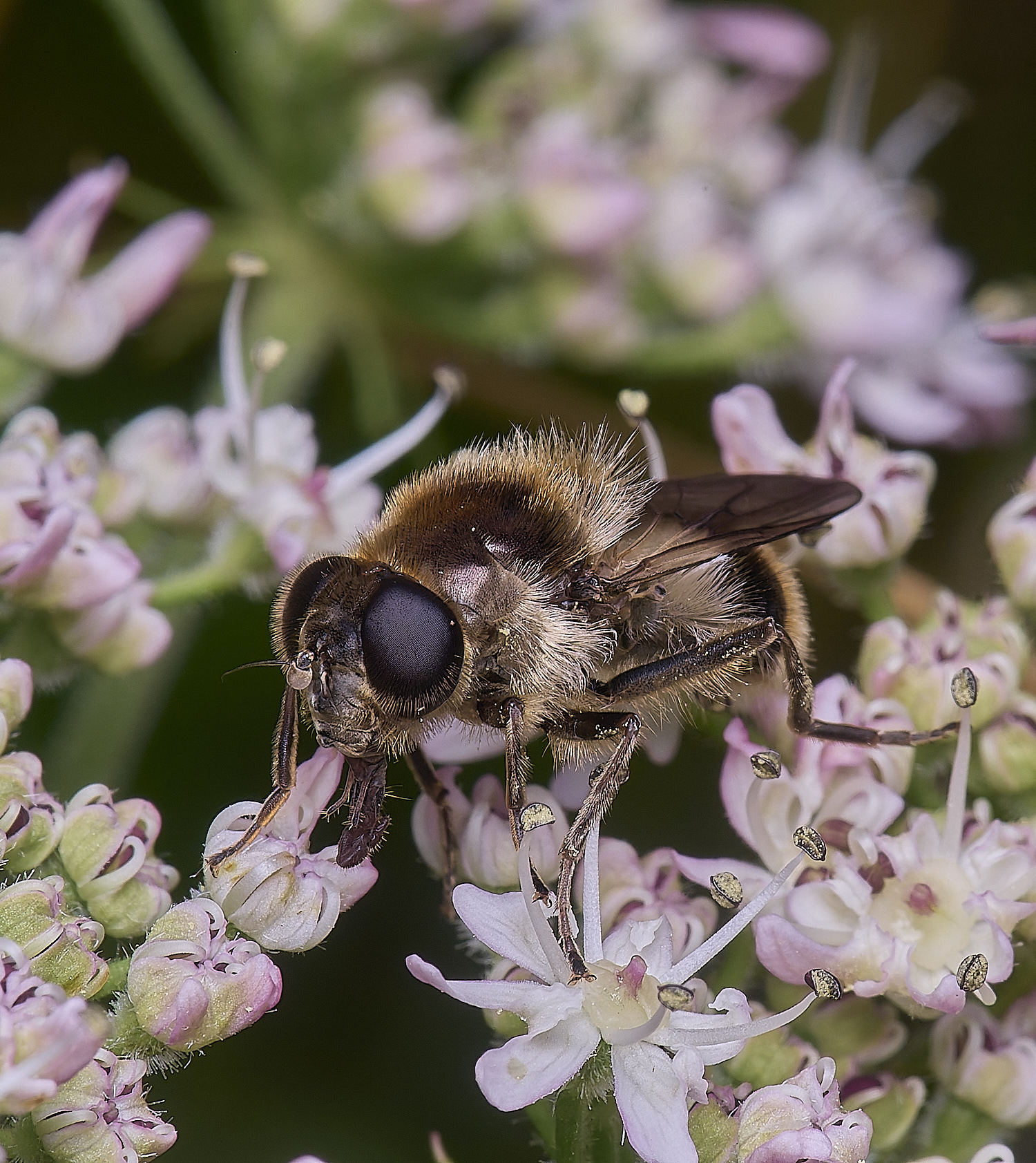 HanworthHover180725-6