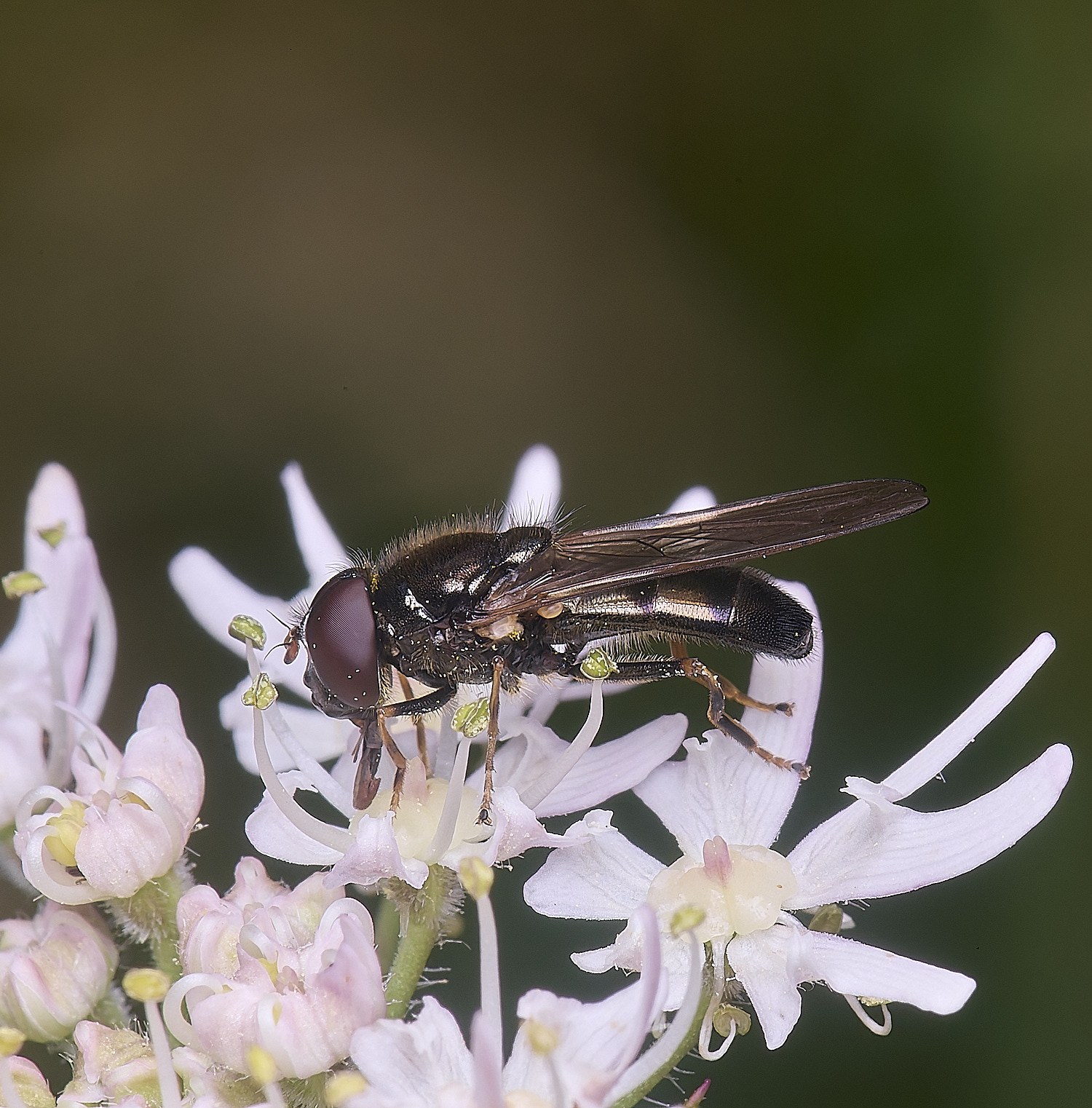 HanworthHover2180725-1