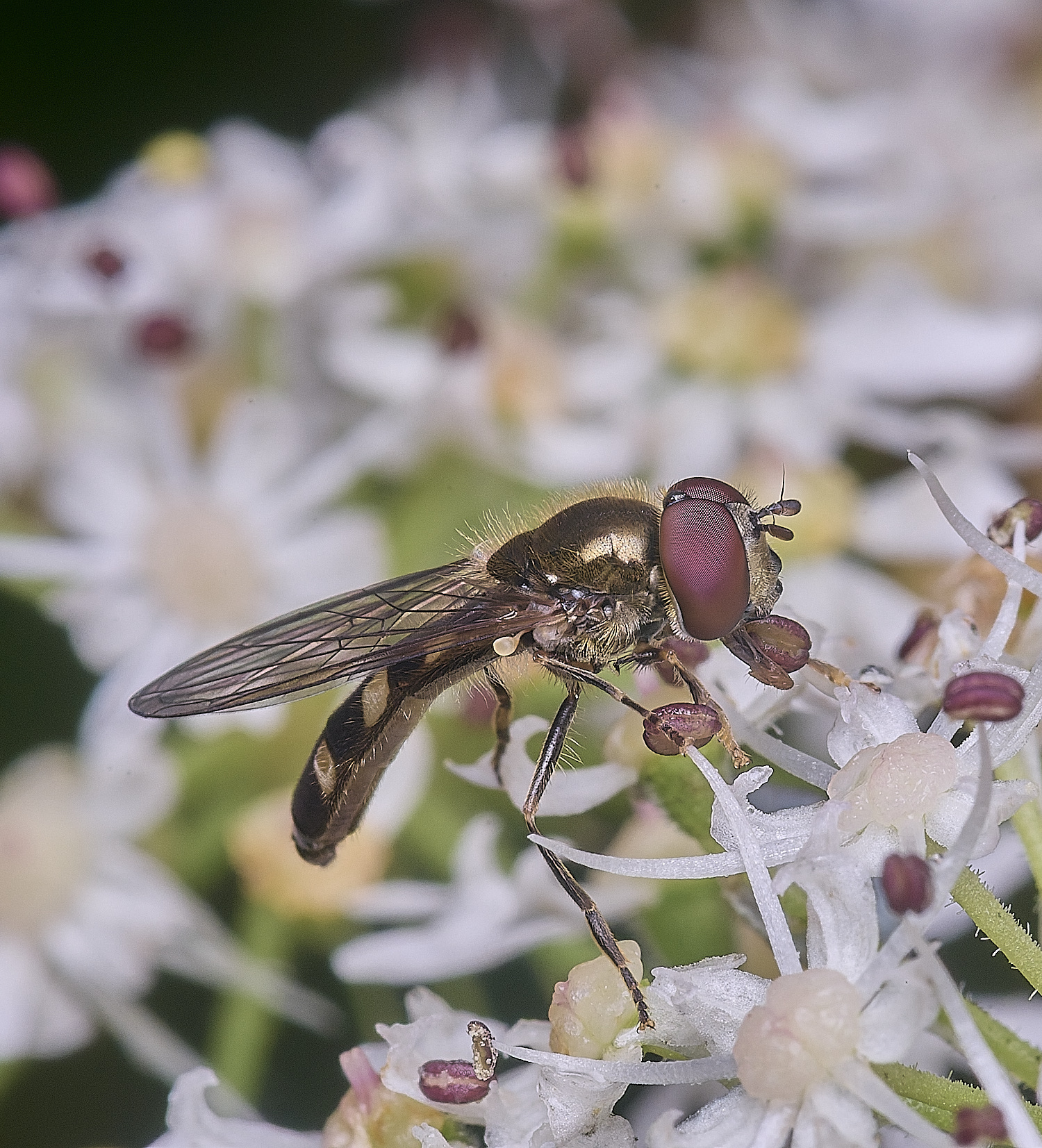 HanworthHover2250725-1