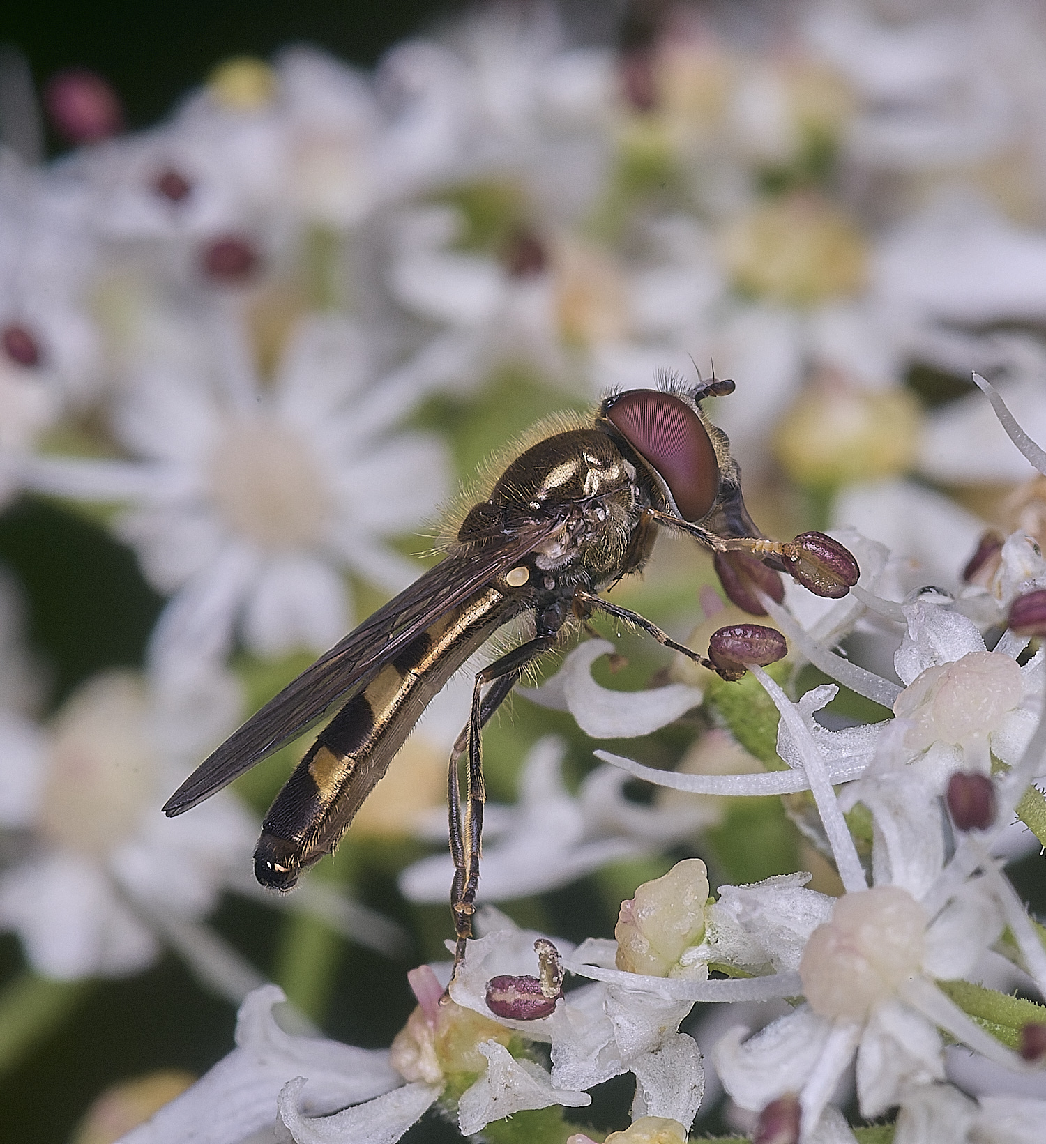 HanworthHover2250725-2