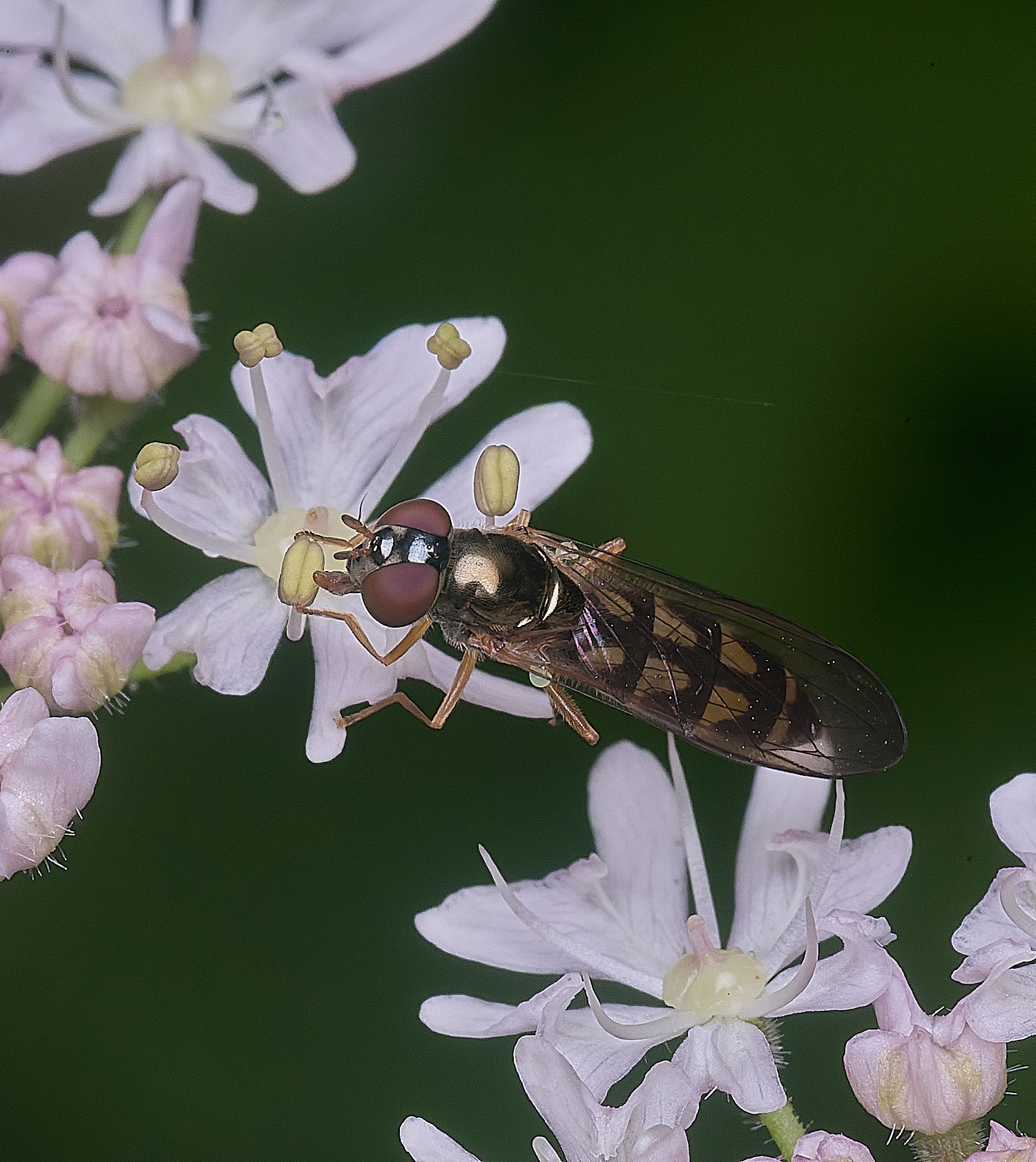 HanworthHover240725-1