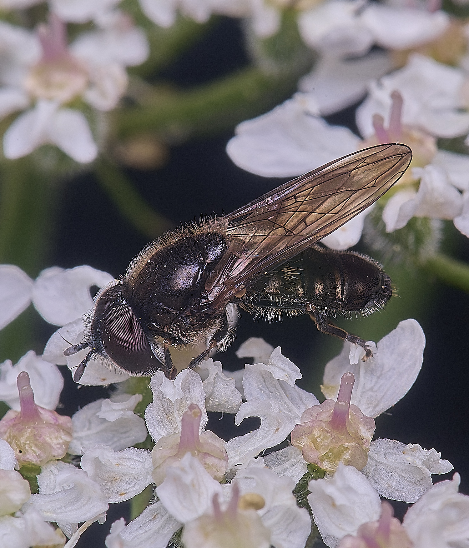 HanworthHover3180725-1