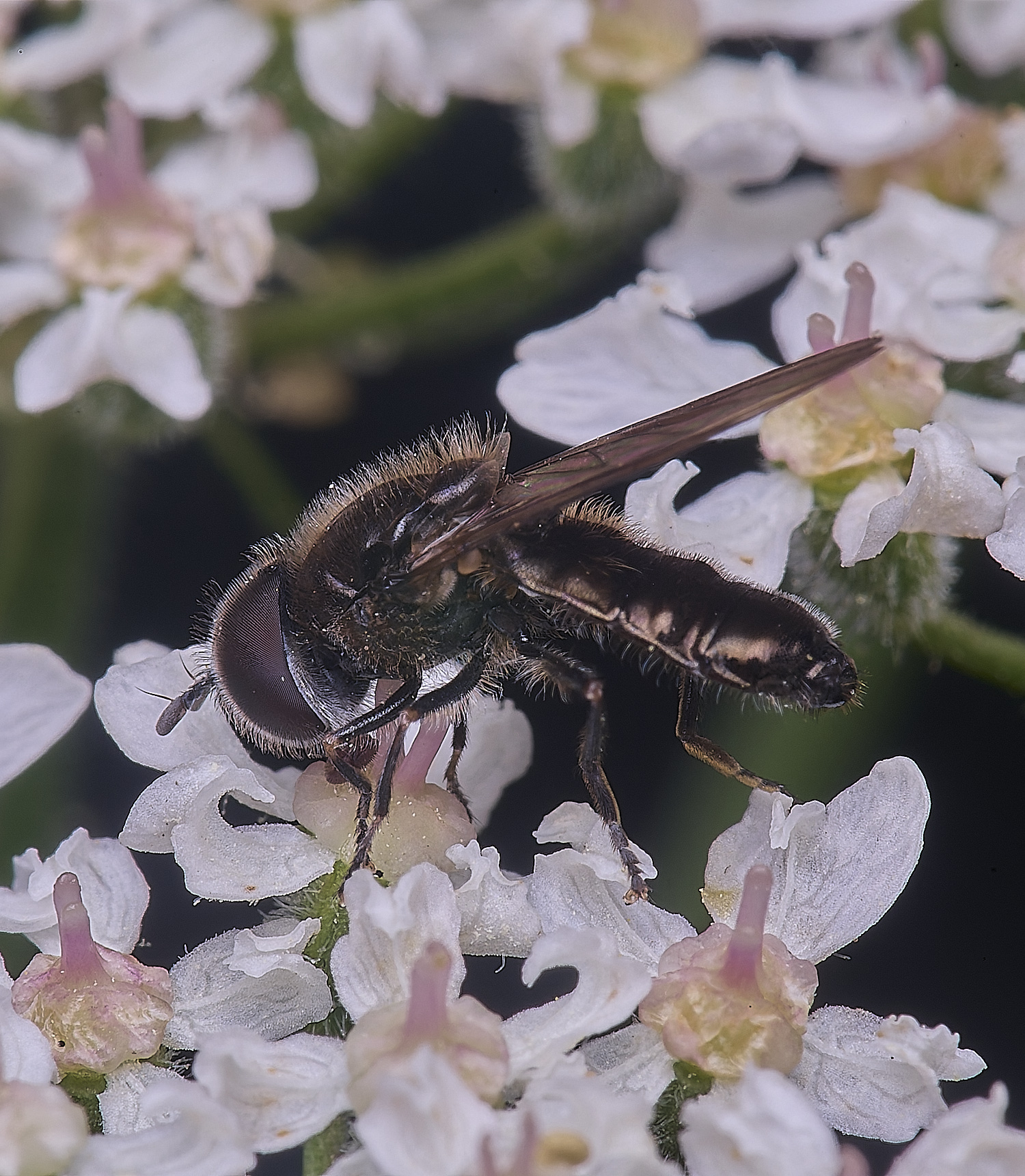 HanworthHover3180725-2