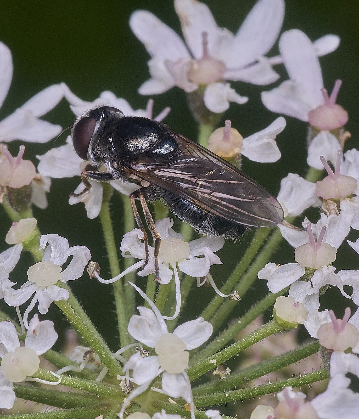 HanworthHoverfly250725-2