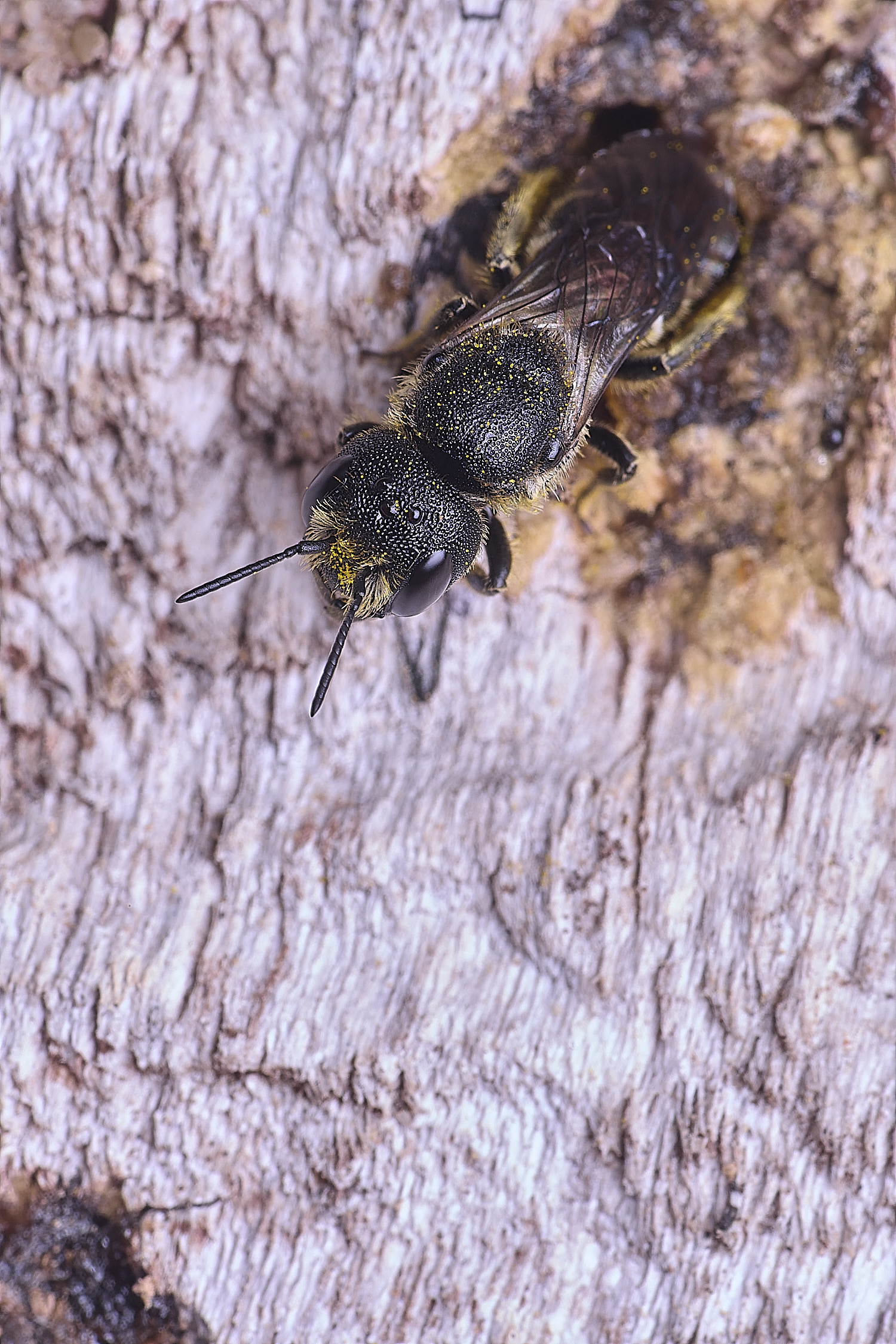 HanworthHtruncorum040825-1