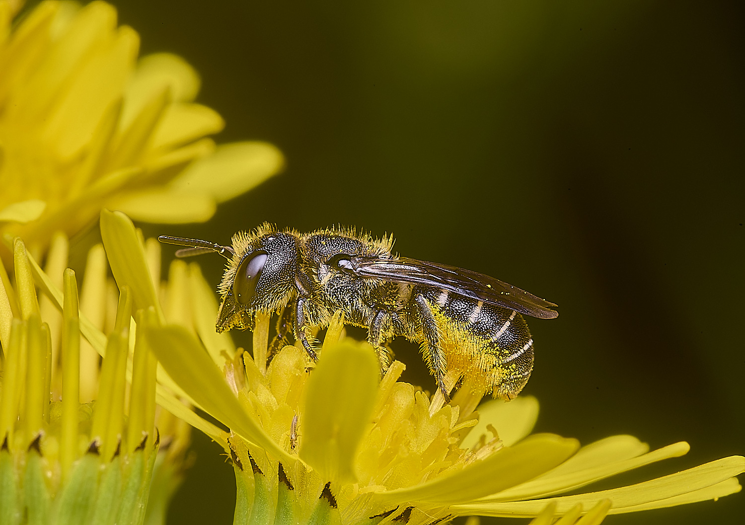 HanworthHtruncorum080725-1