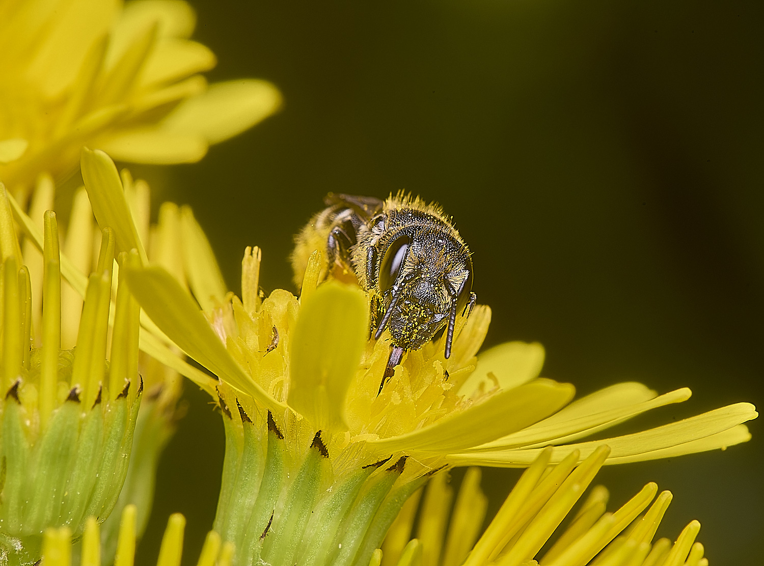 HanworthHtruncorum080725-2